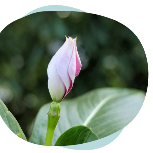 Bouton de fleur rose